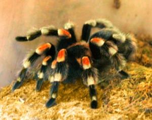 tarantula
