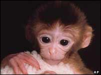 Rhesus monkey - your next child?